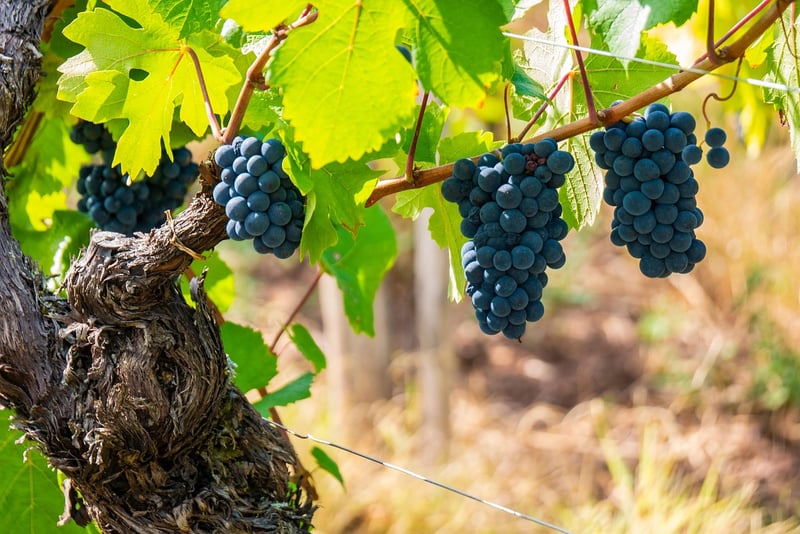 Grape Varieties