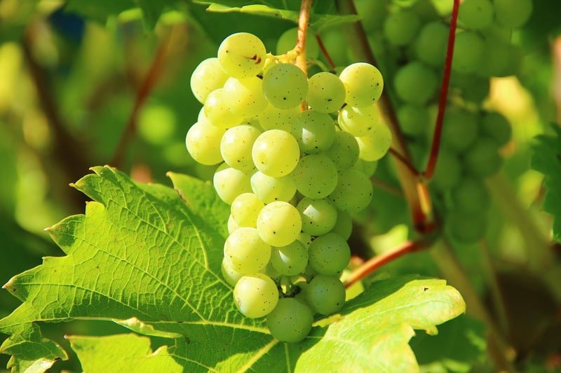 Chardonnay Grapes