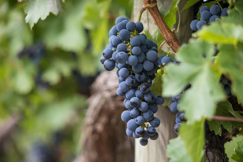 Grapes