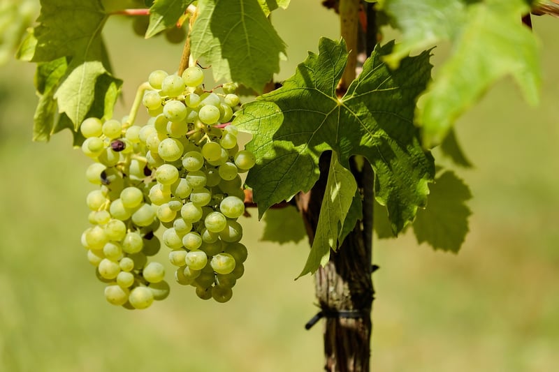 Cabernet Sauvignon Grapes
