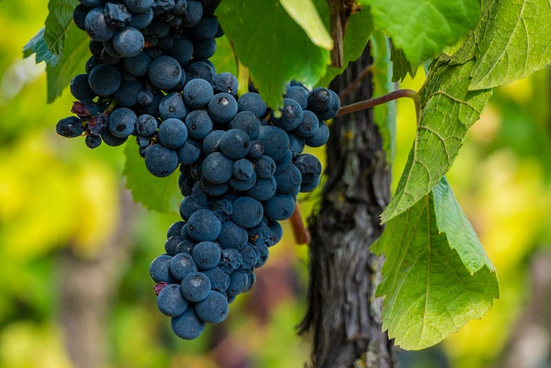 Pinot Noir Grapes