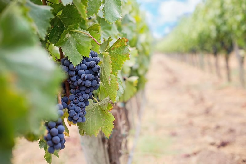 Vineyard